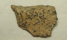Bone of a large mammal