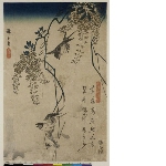 Wakan rōeishū (Collection of Chinese and Japanese poems for recitation): Swallows and wisteria